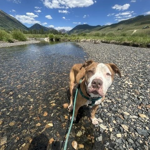 Anthony, a ADOPTABLE mixed breed in Denver, CO image 3/6