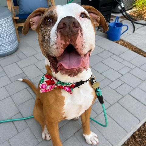 Anthony, ADOPTABLE, Adult Male American Bully.
