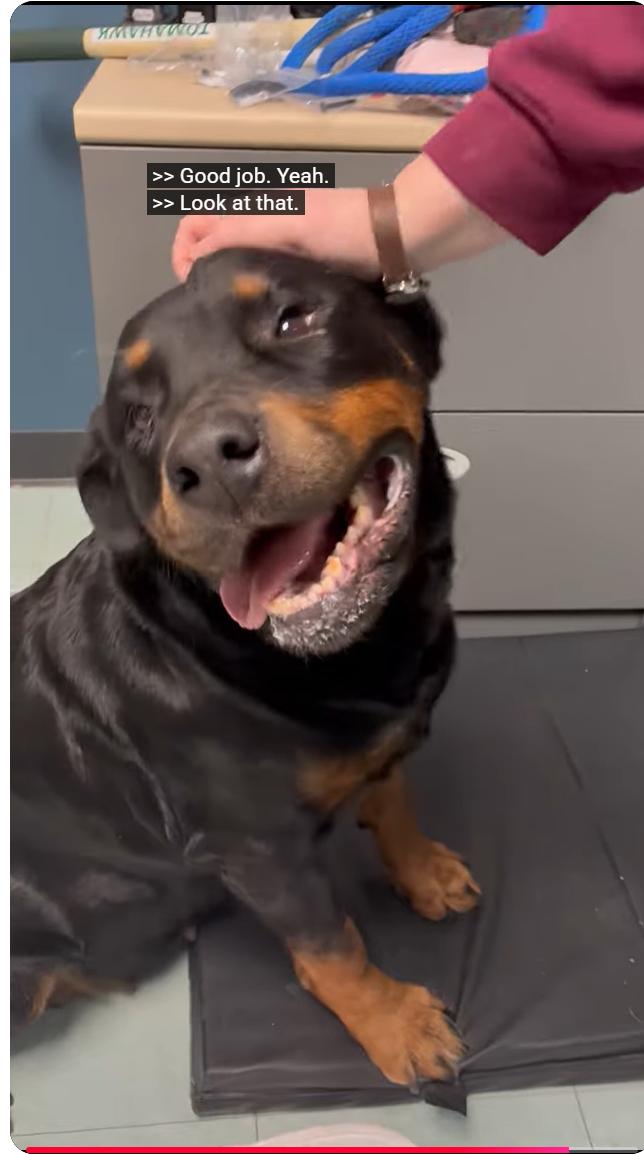 Enlarge Maura, an adopted Rottweiler in Perkasie, PA image 1/6