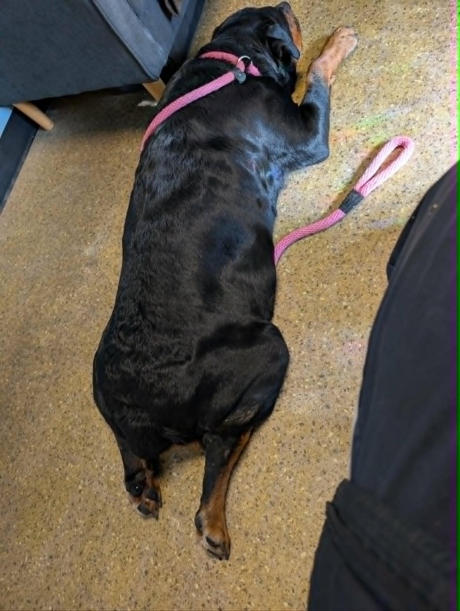 Enlarge Maura, an adopted Rottweiler in Perkasie, PA image 5/6
