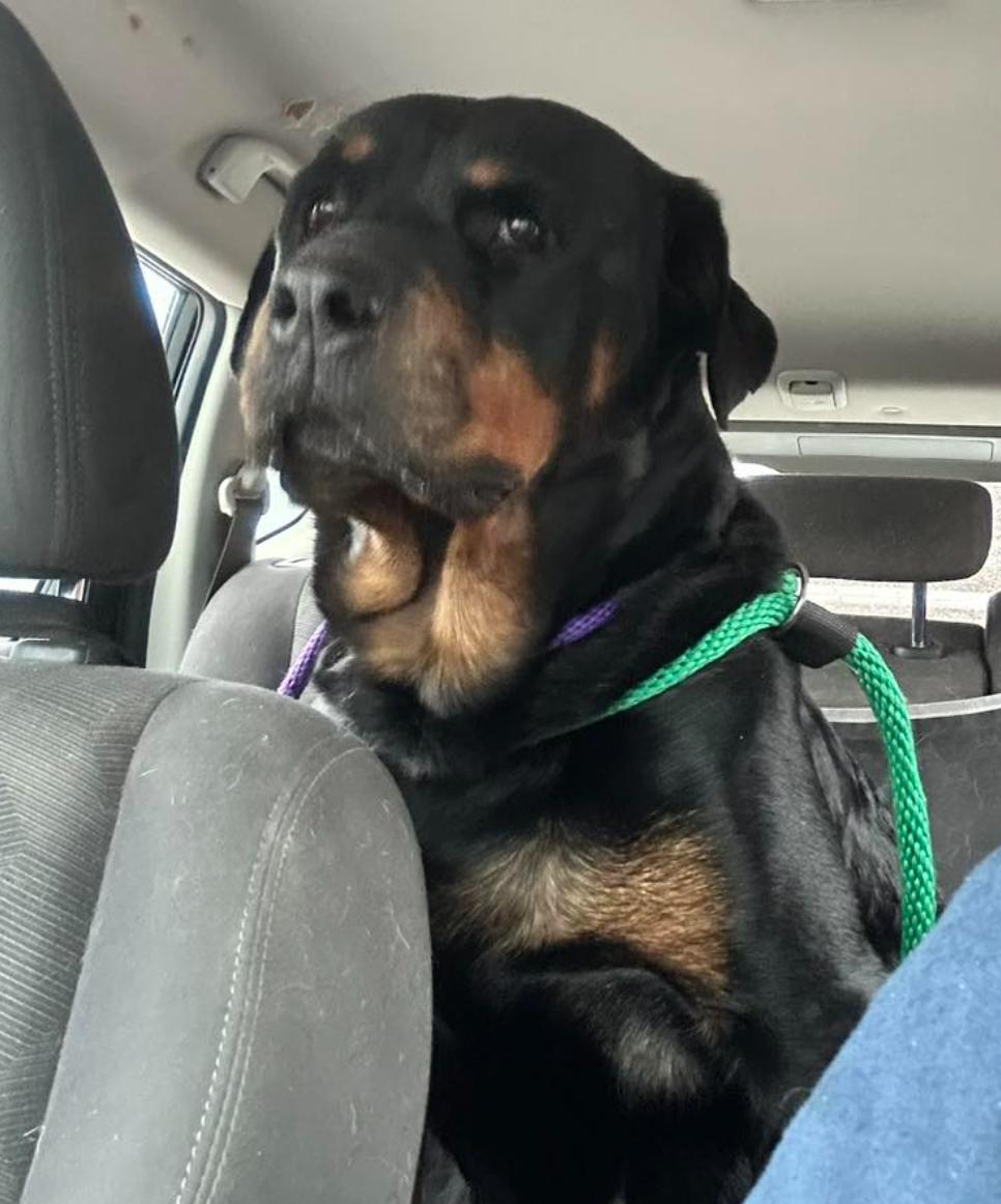 Enlarge Maura, an adopted Rottweiler in Perkasie, PA image 2/6