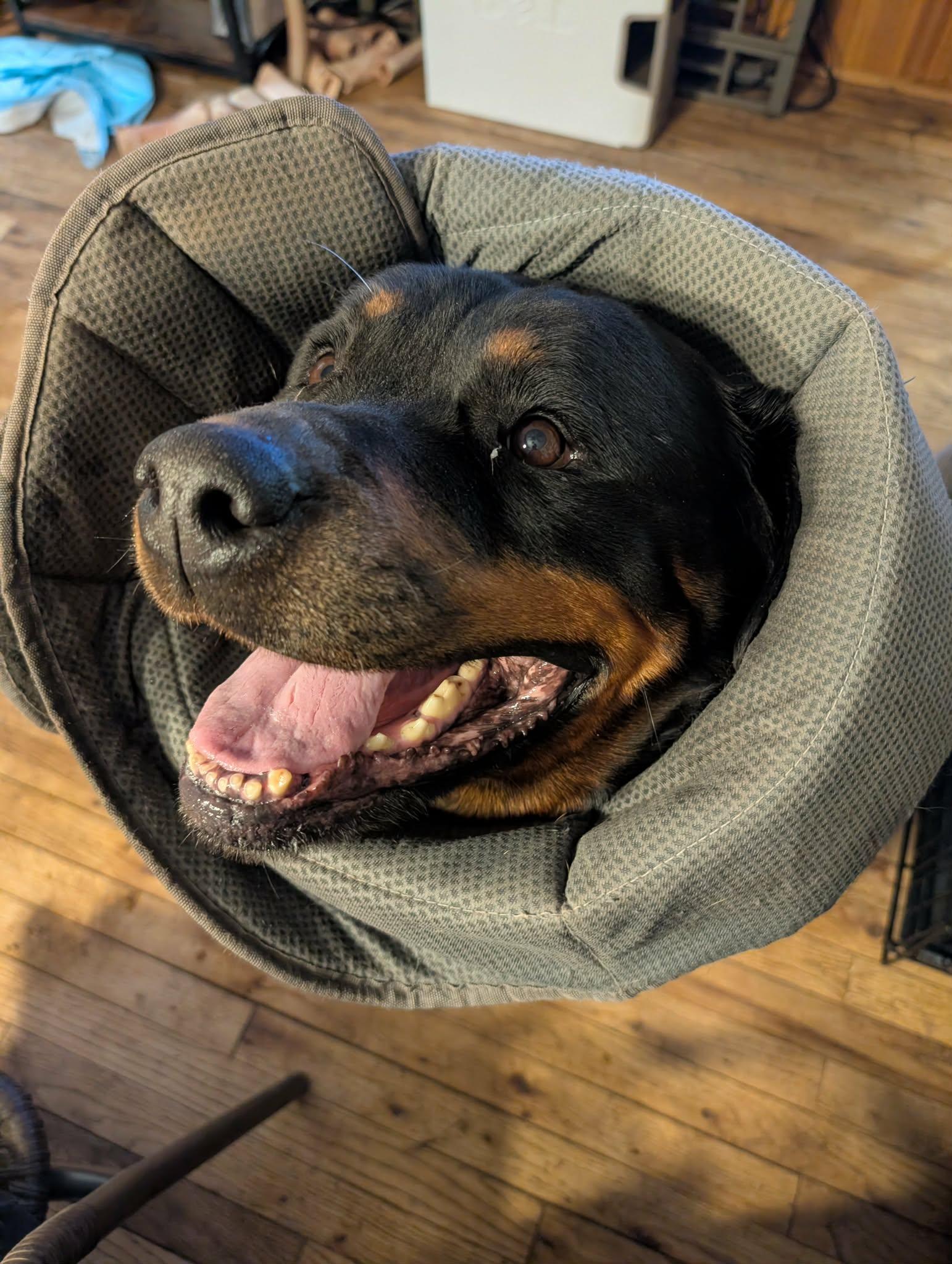 Enlarge Maura, an adopted Rottweiler in Perkasie, PA image 6/6