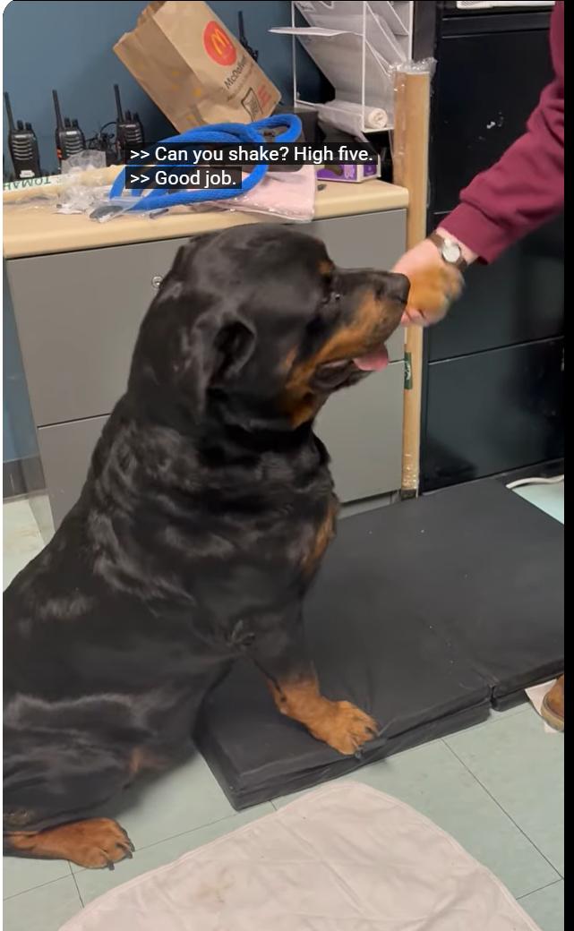Enlarge Maura, an adopted Rottweiler in Perkasie, PA image 3/6