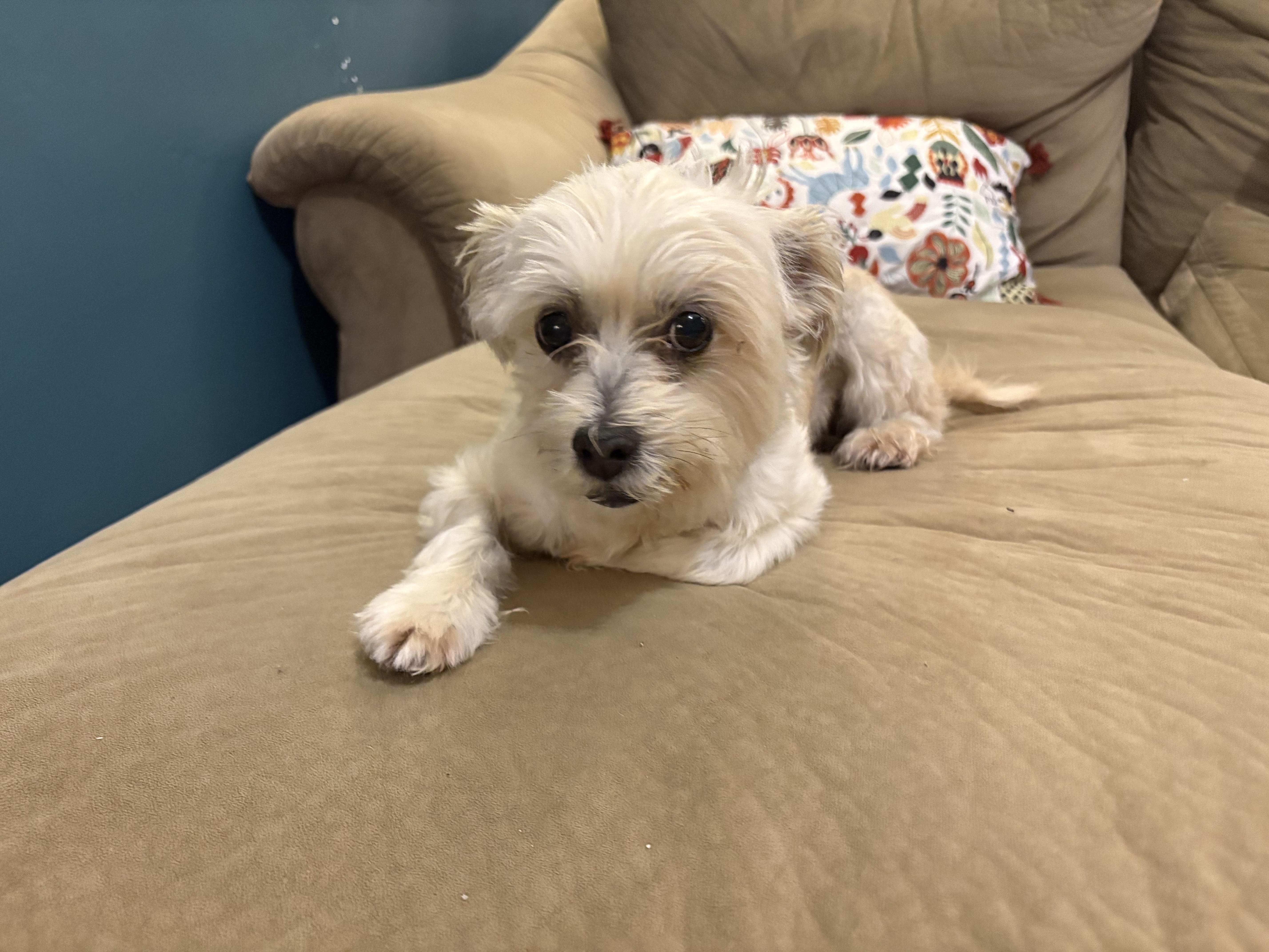 Enlarge Roxy, a ADOPTABLE mixed breed in Kutztown, PA image 5/5