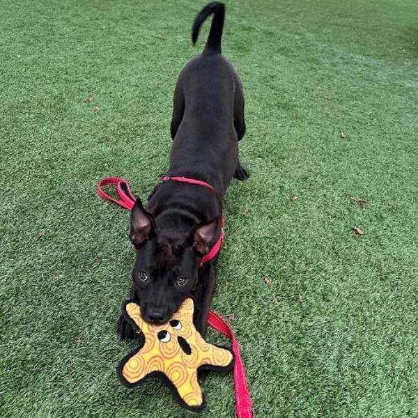 Eve, a Adoptable mixed breed in Walnut Creek, CA image 3/4