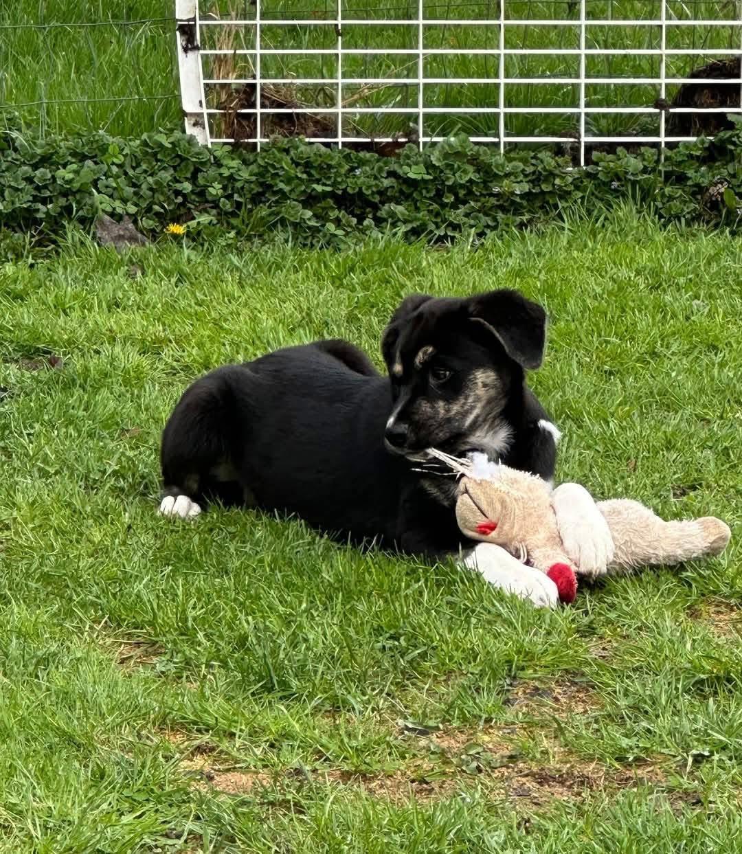 Millie photo 2