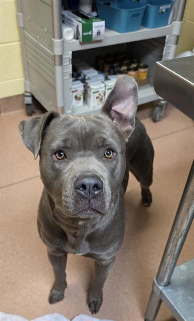 BRUCE, Adoptable, Young Male Pit Bull Terrier & Mixed Breed.