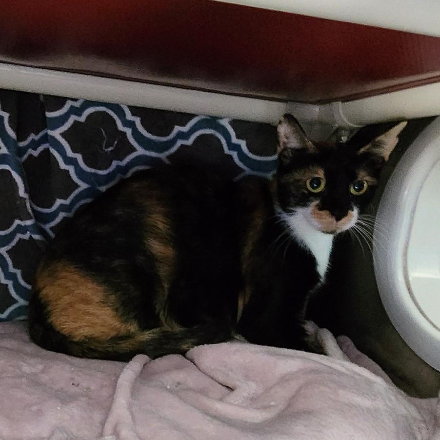 Enlarge Mariposa-Foster, a Adoptable Domestic Short Hair in Grand Rapids, MI image 1/3