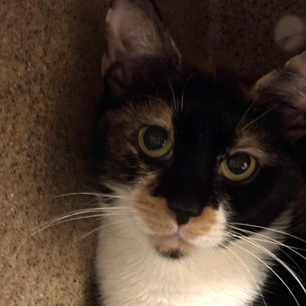 Enlarge Mariposa-Foster, a Adoptable Domestic Short Hair in Grand Rapids, MI image 2/3