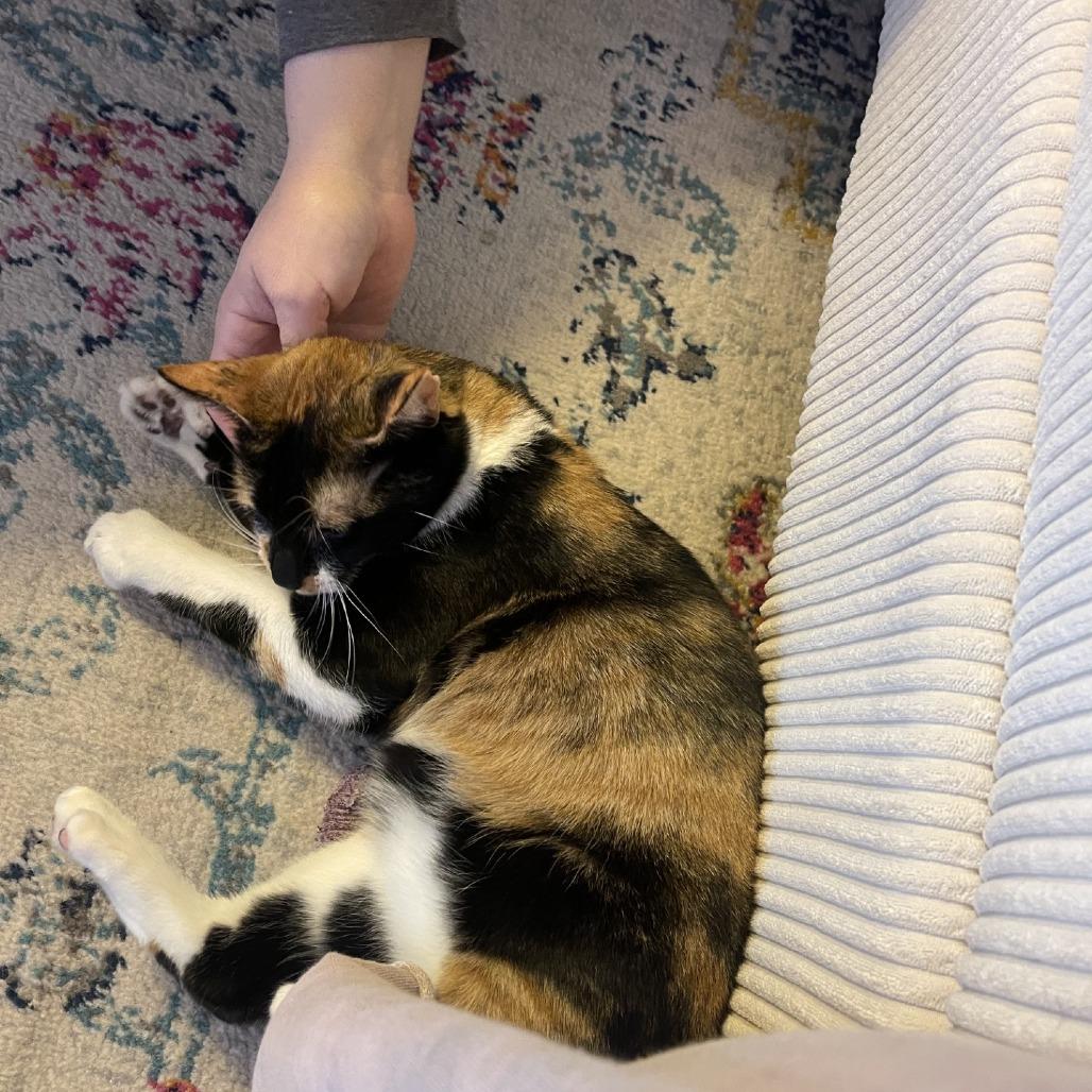 Enlarge Mariposa-Foster, a Adoptable Domestic Short Hair in Grand Rapids, MI image 3/6