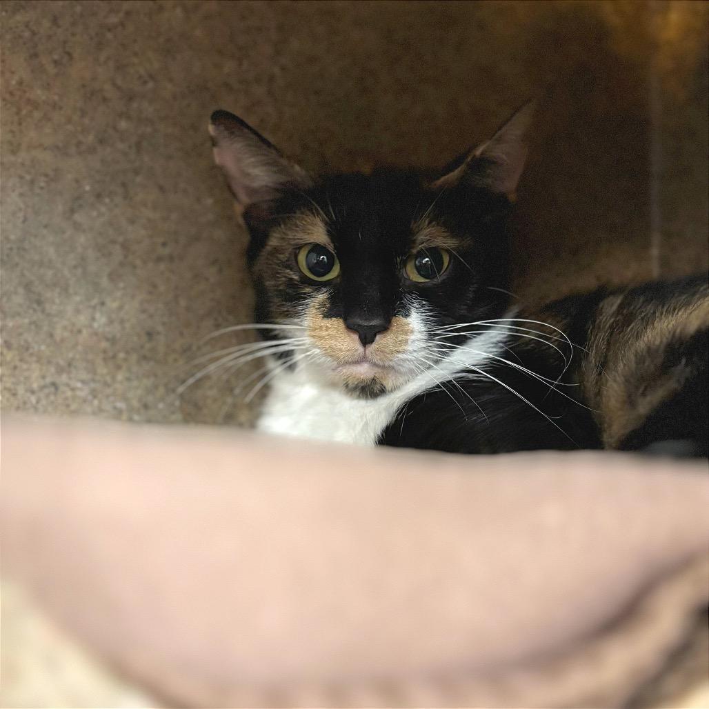 Enlarge Mariposa-Foster, a Adoptable Domestic Short Hair in Grand Rapids, MI image 3/3