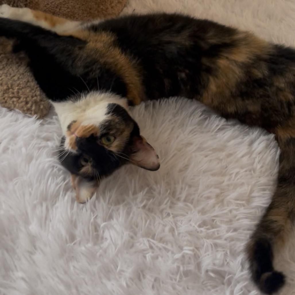 Enlarge Mariposa-Foster, a Adoptable Domestic Short Hair in Grand Rapids, MI image 5/6