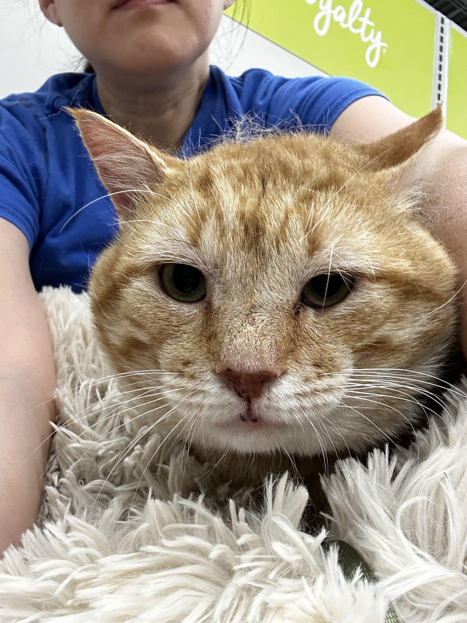 Riley, a Adoptable Domestic Short Hair in Prosper, TX image 1/6