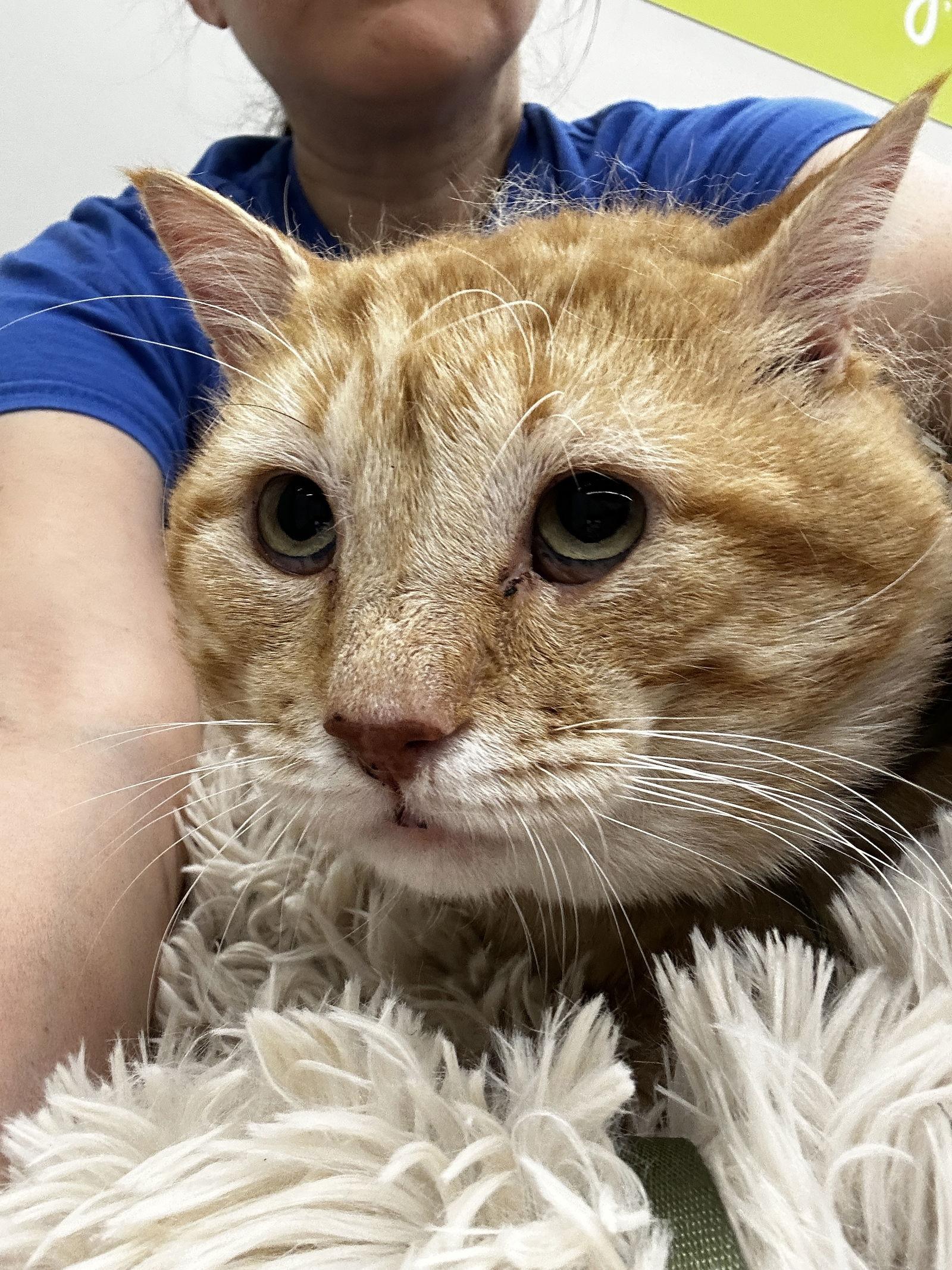 Riley, Adoptable, Young Male Domestic Short Hair.