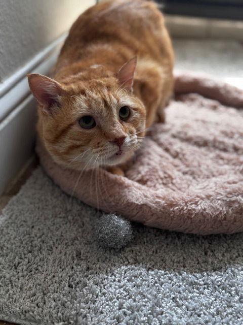 Enlarge Riley, a Adoptable Domestic Short Hair in Prosper, TX image 2/3