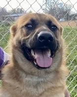 Shelby, ADOPTABLE, Adult Female Shepherd.