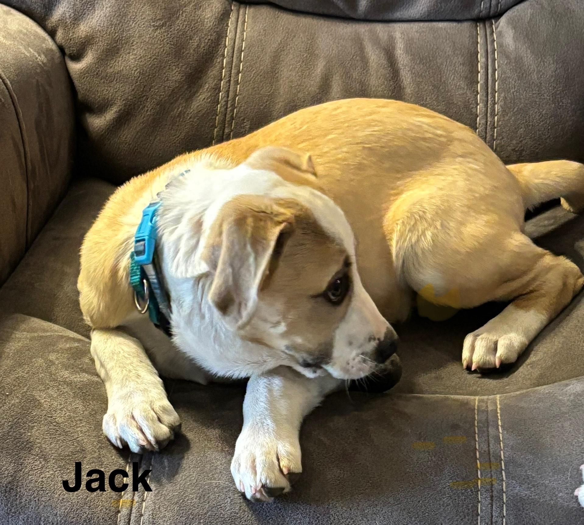 rhett, Adoptable, Puppy Male Yellow Labrador Retriever & Hound.