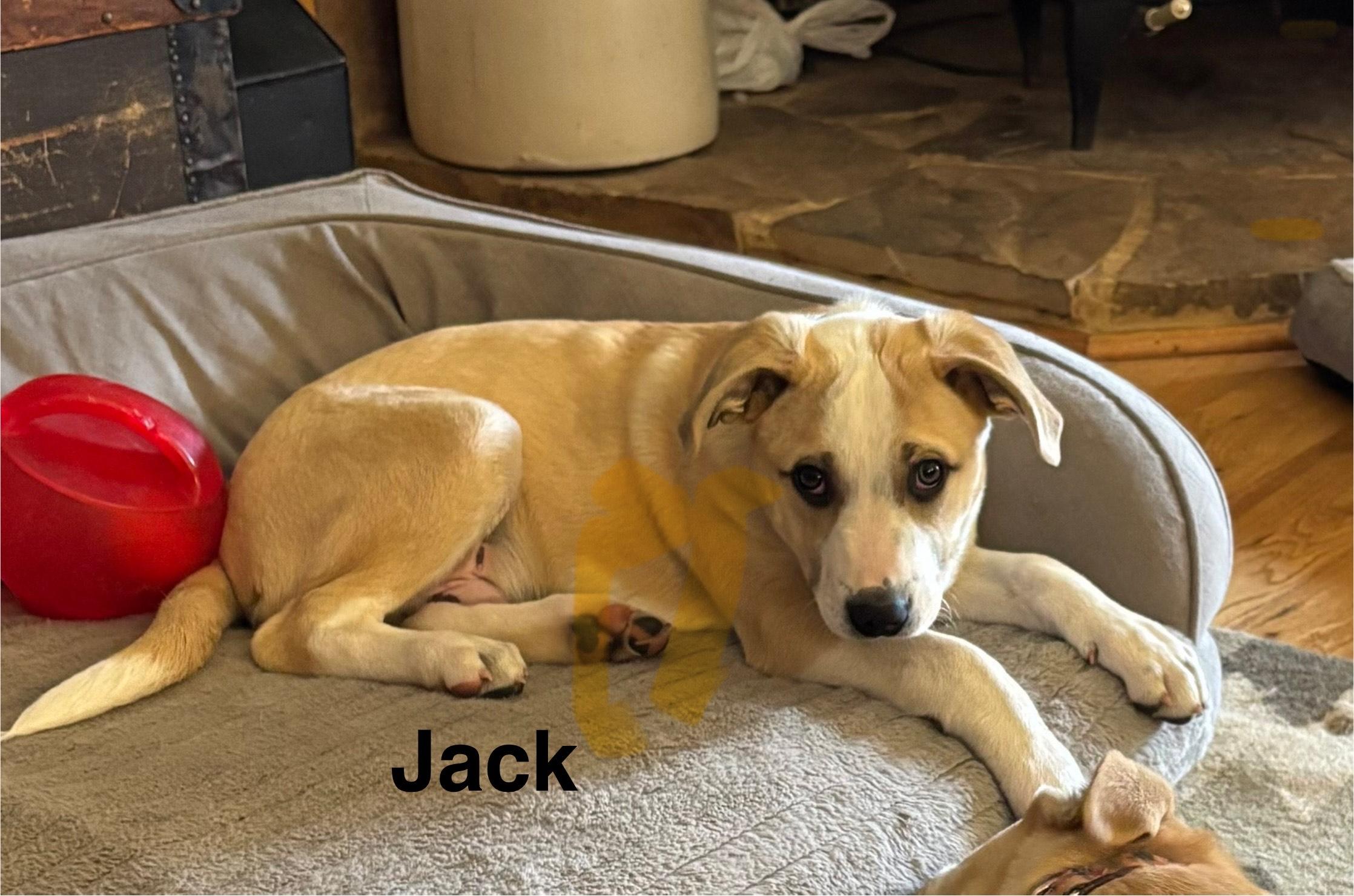 rhett, a Adoptable mixed breed in Texarkana, TX image 2/5