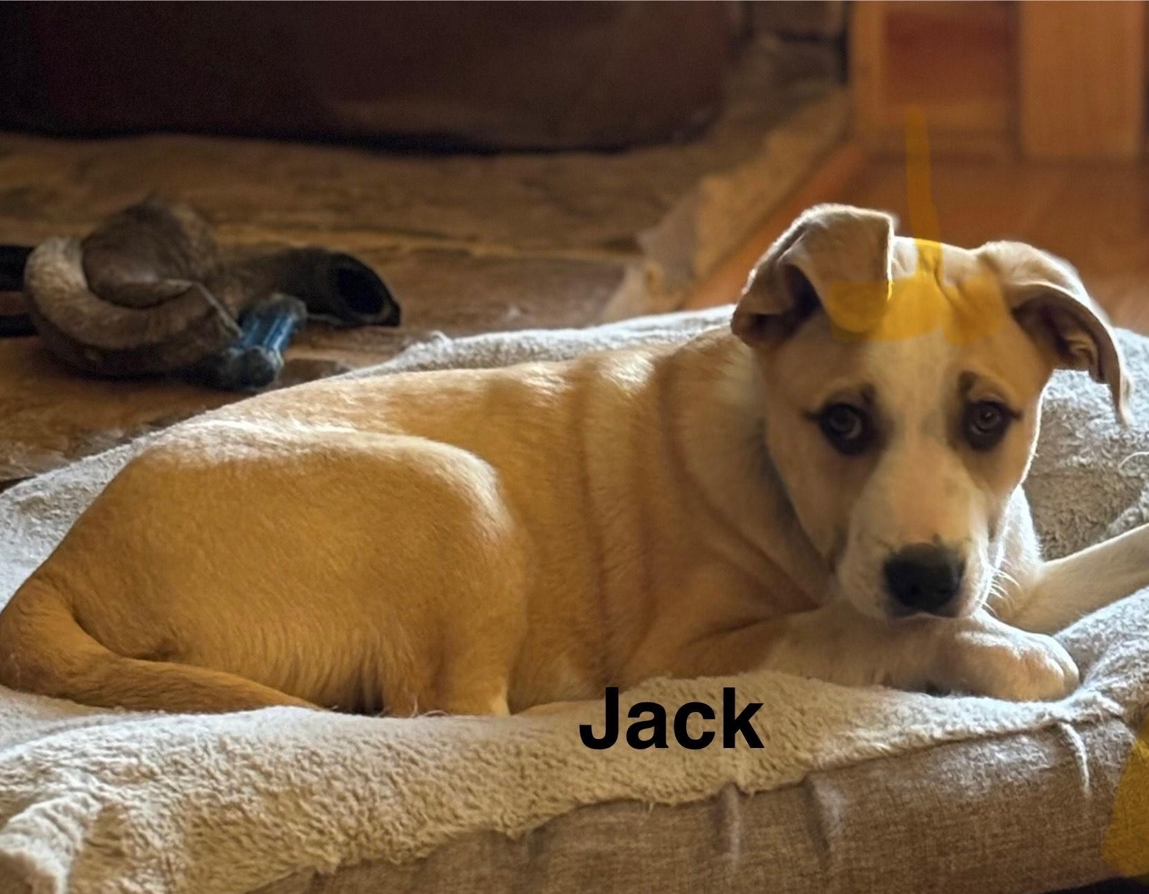 rhett, a Adoptable mixed breed in Texarkana, TX image 3/5