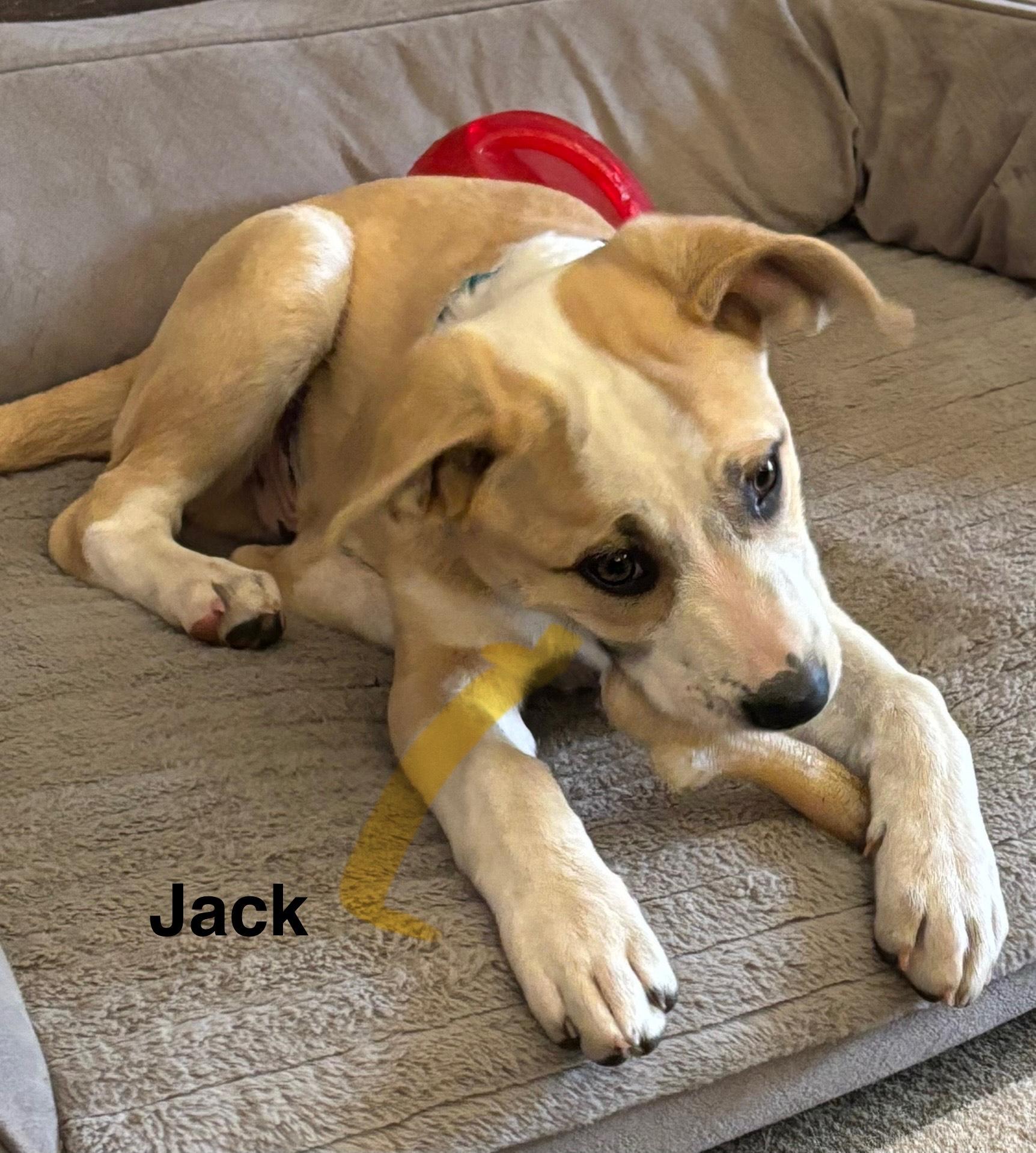 rhett, a Adoptable mixed breed in Texarkana, TX image 4/5