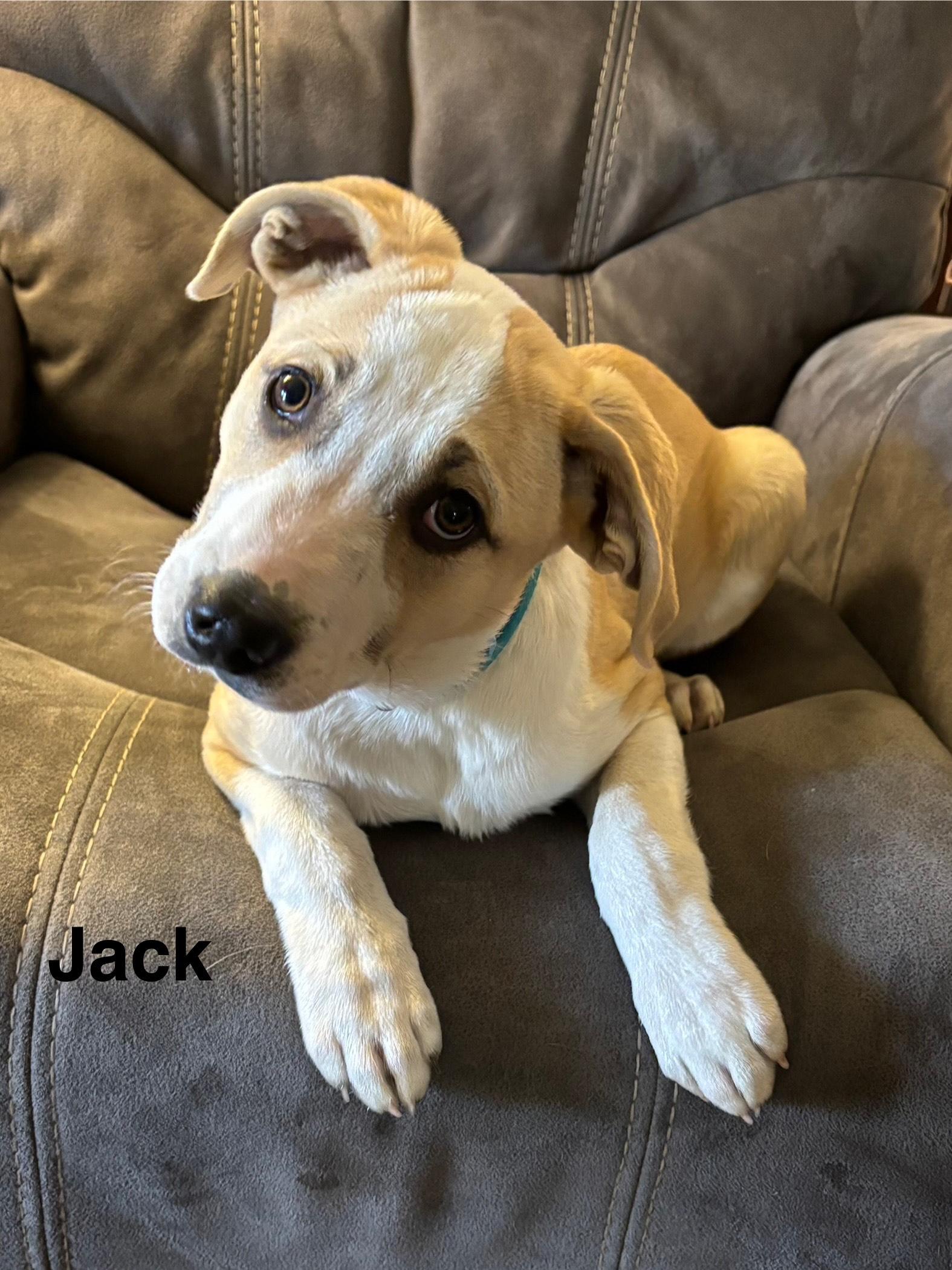 rhett, a Adoptable mixed breed in Texarkana, TX image 5/5