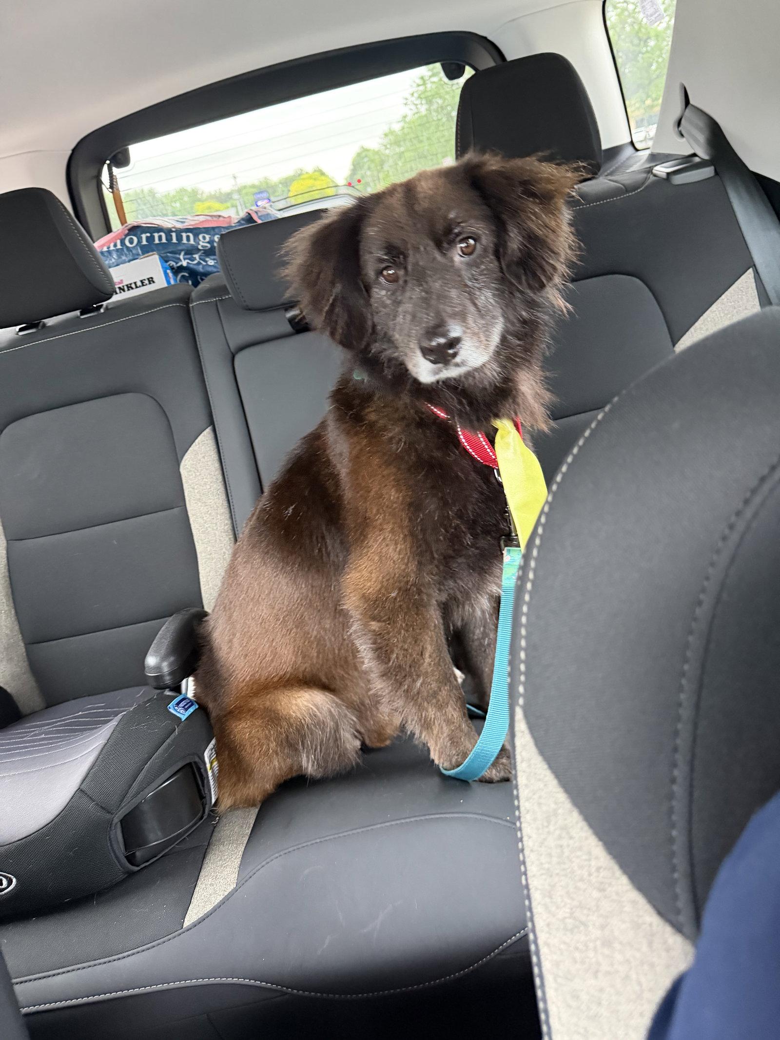 Enlarge Clifford, a Adoptable Australian Shepherd in Springville, NY image 1/3