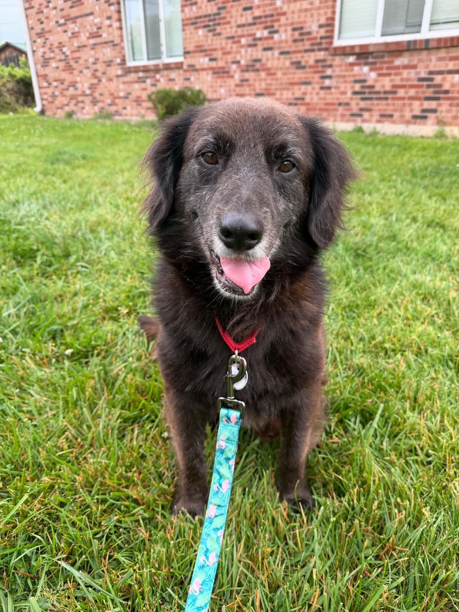 Enlarge Clifford, a Adoptable Australian Shepherd in Springville, NY image 2/3