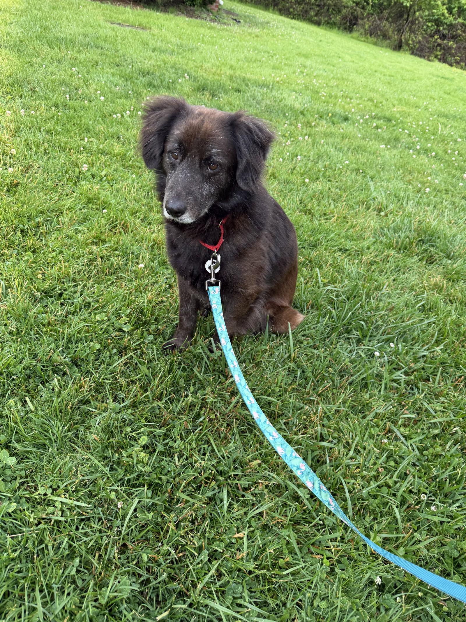 Enlarge Clifford, a Adoptable Australian Shepherd in Springville, NY image 3/3