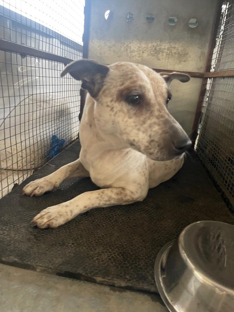 Loran, Adoptable, Adult Female Australian Cattle Dog / Blue Heeler & Mixed Breed.