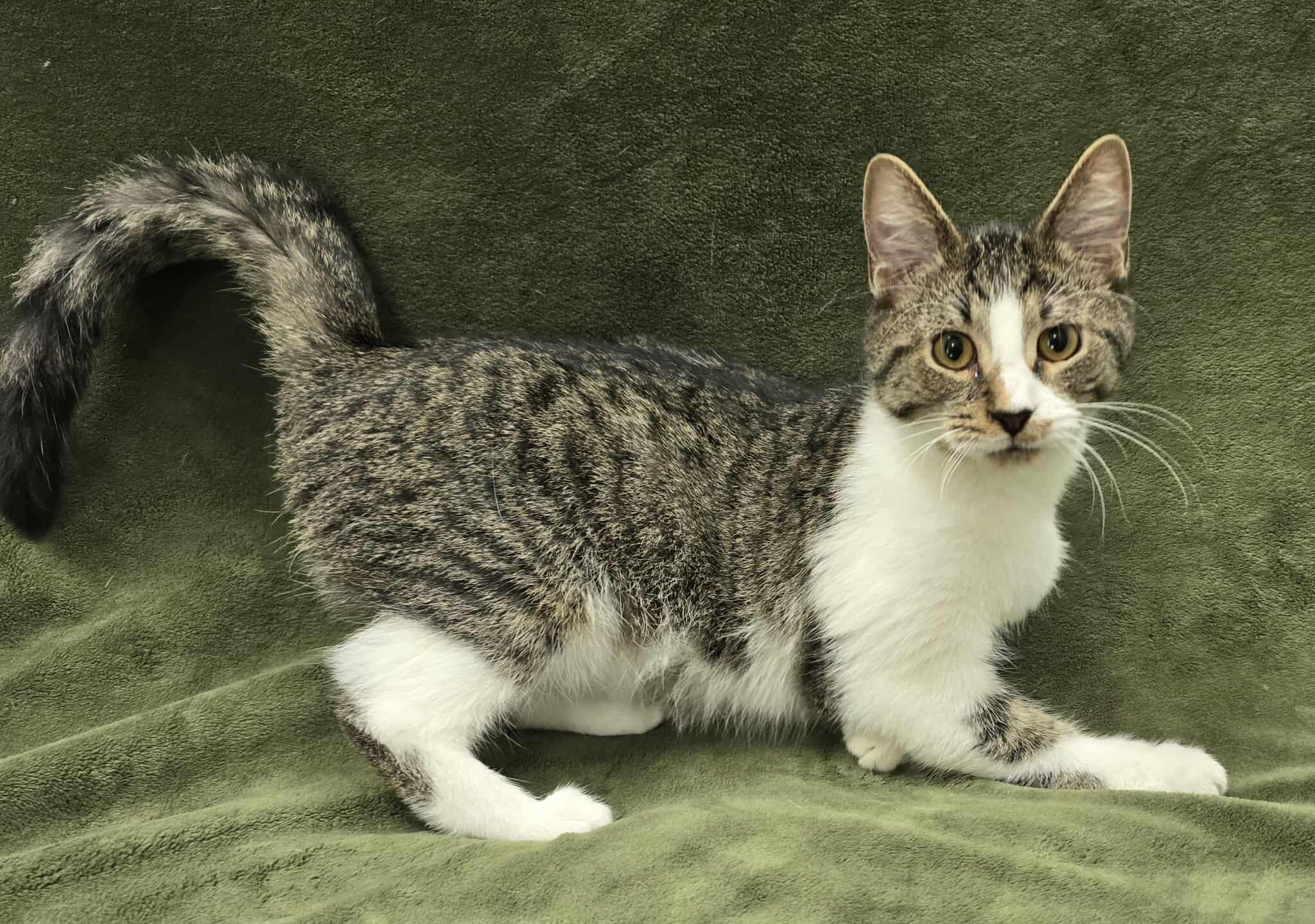 Enlarge Oboe, a Adoptable mixed breed in Frankfort, IN image 3/4