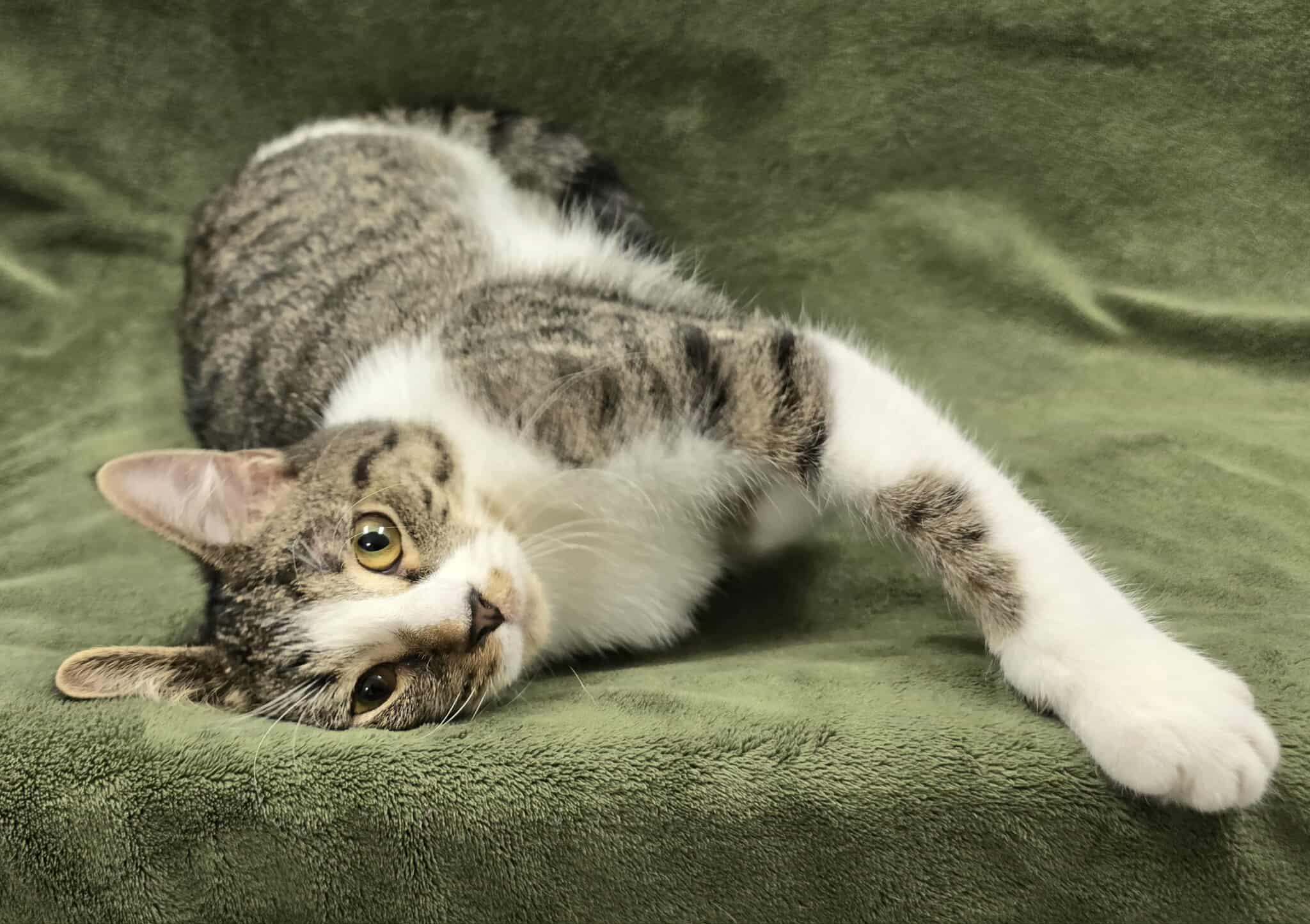 Enlarge Oboe, a Adoptable mixed breed in Frankfort, IN image 2/4