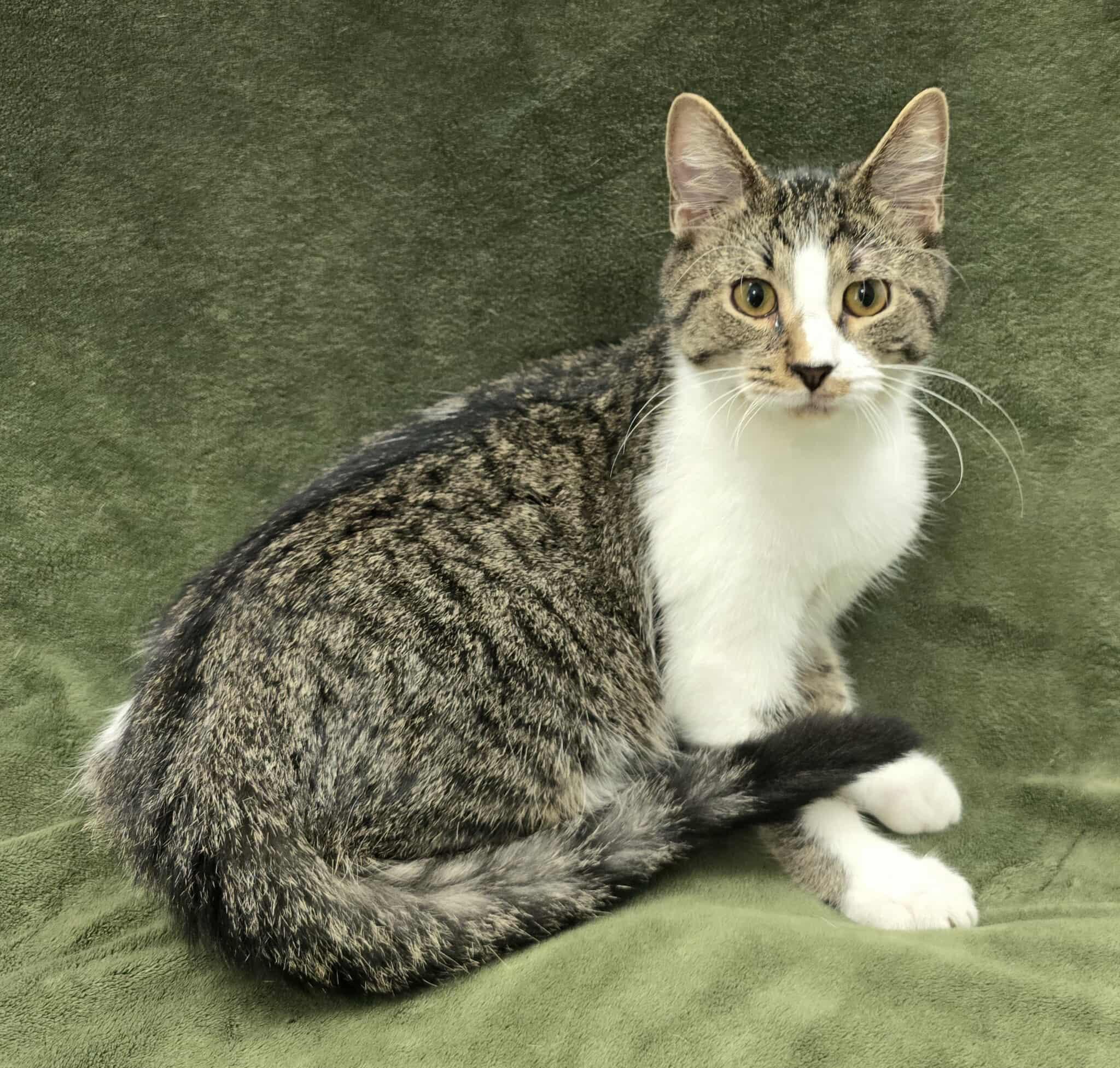 Enlarge Oboe, a Adoptable mixed breed in Frankfort, IN image 4/4