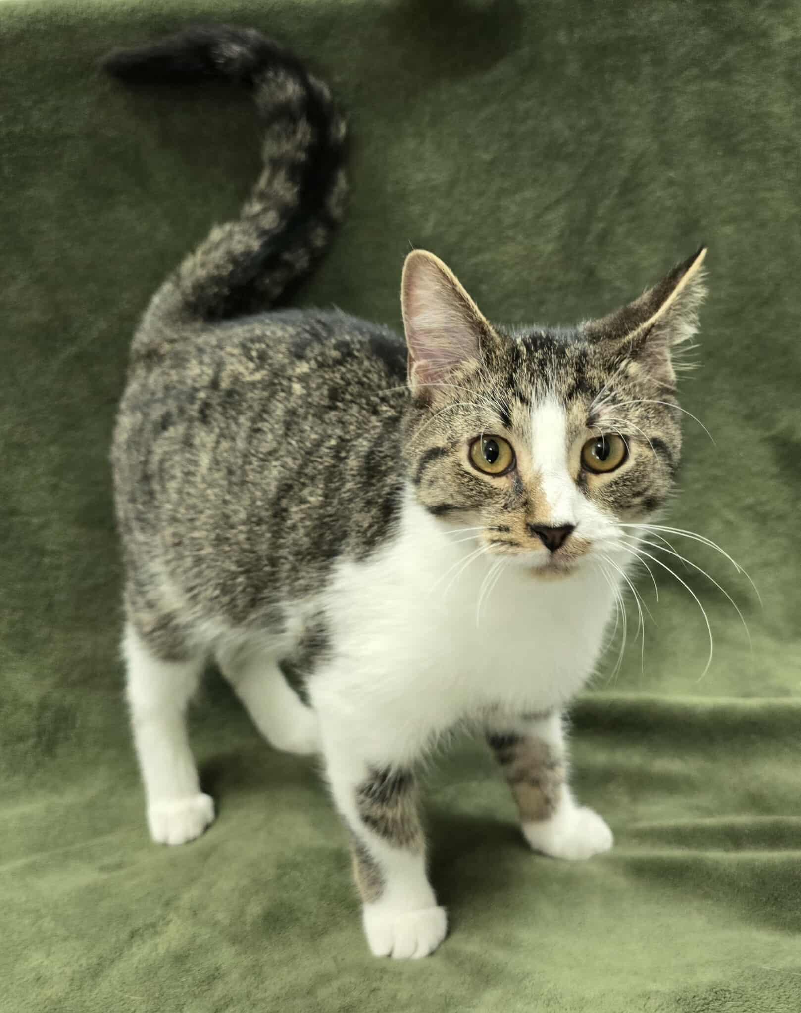Oboe, Adoptable, Young Male Domestic Short Hair & American Shorthair.
