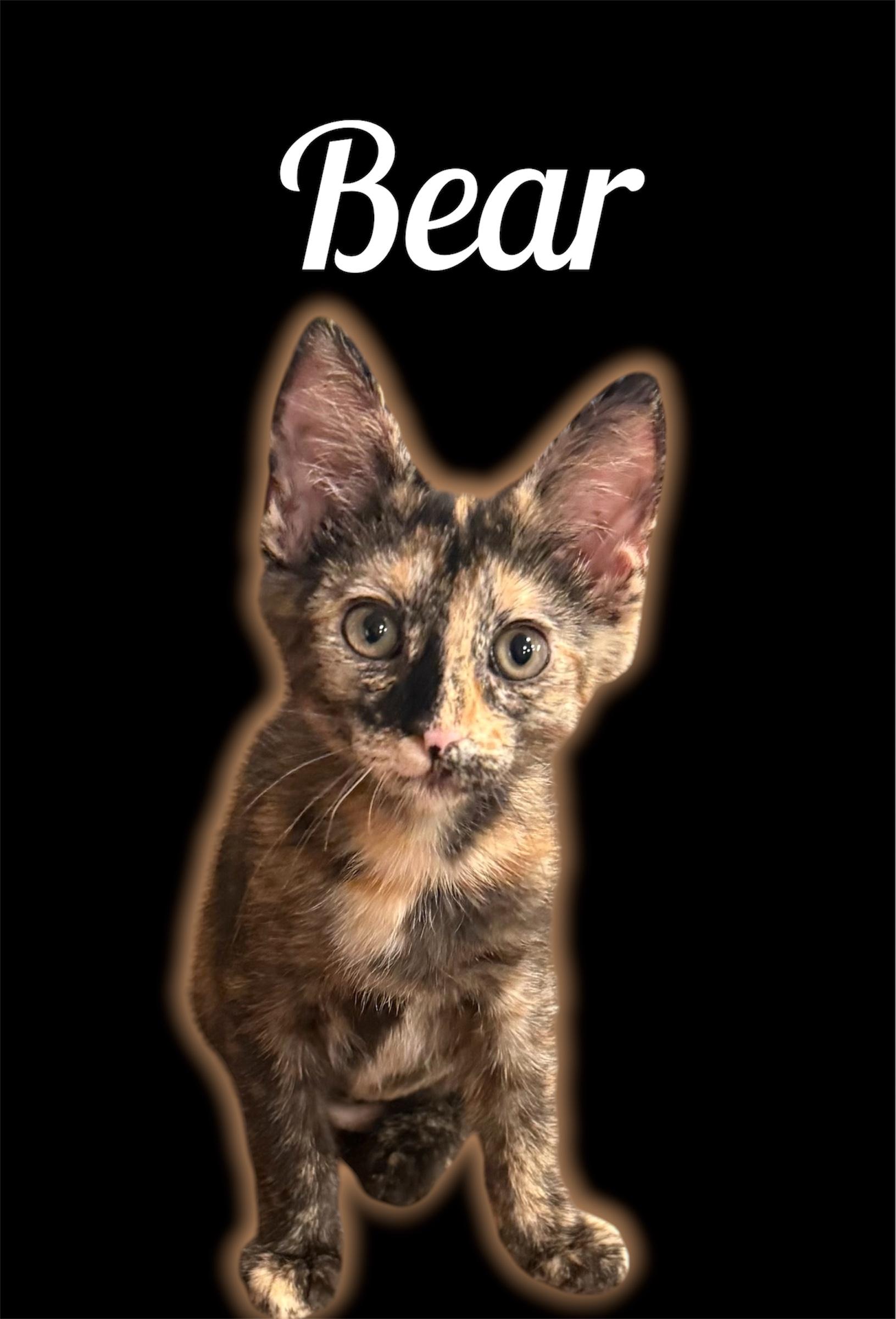 Bear, adopted, Kitten Female Domestic Short Hair.
