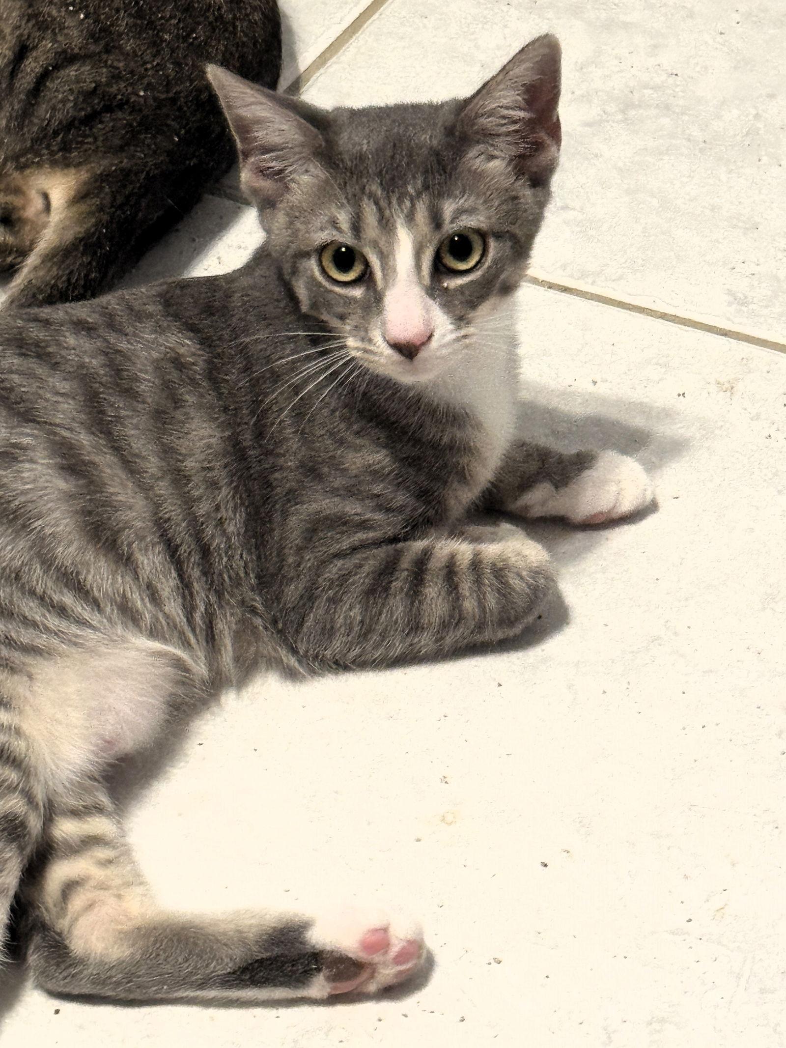 Enlarge Bix, a Adoptable mixed breed in Lighthouse Point, FL image 1/3