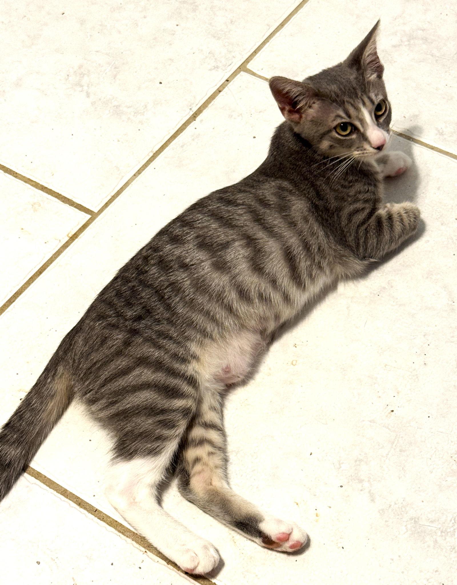 Enlarge Bix, a Adoptable mixed breed in Lighthouse Point, FL image 2/3