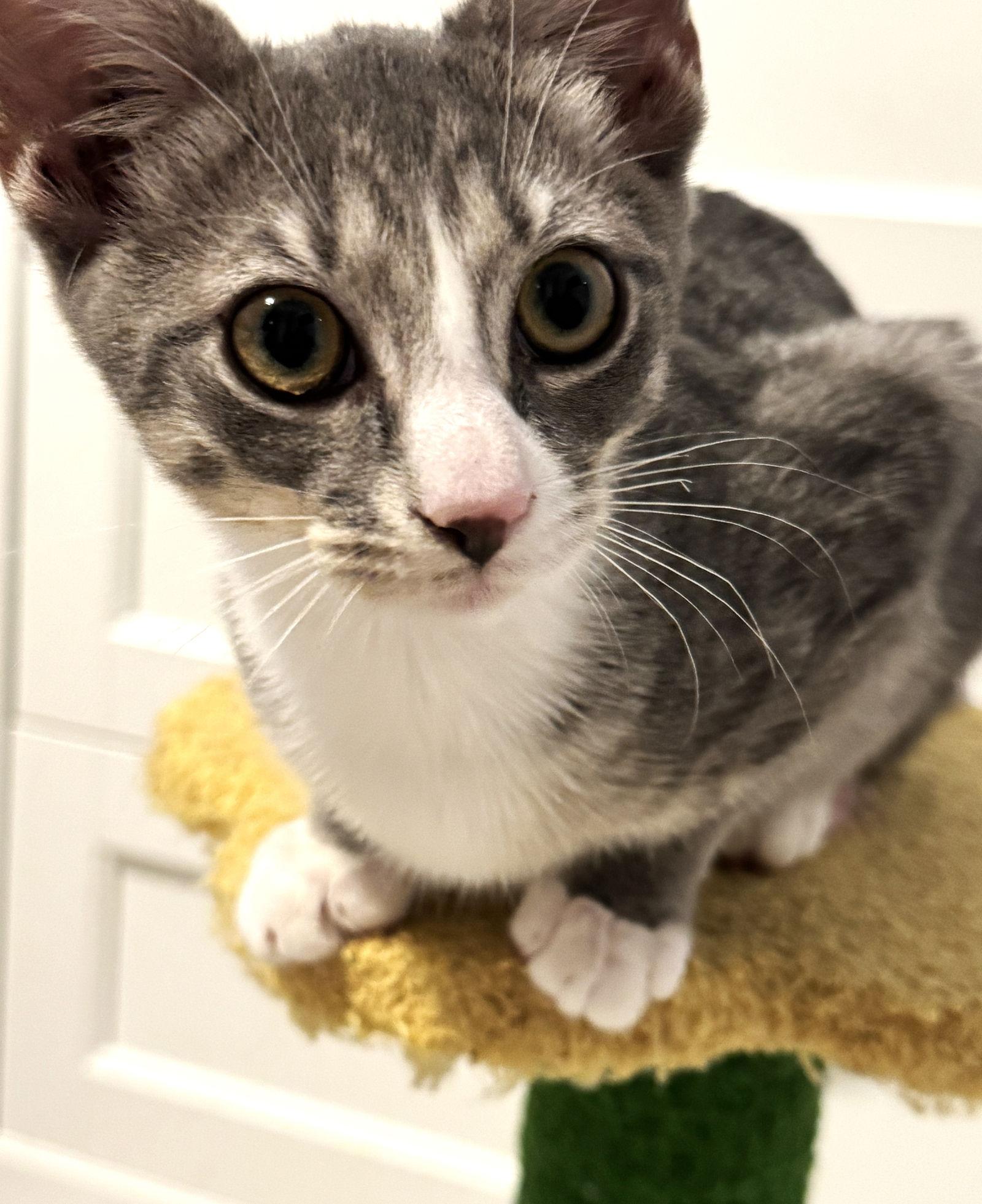 Enlarge Bix, a Adoptable mixed breed in Lighthouse Point, FL image 3/3