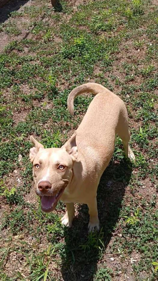 Wilson, an adoptable Pit Bull Terrier Mix in Fredericton, NB_image-1