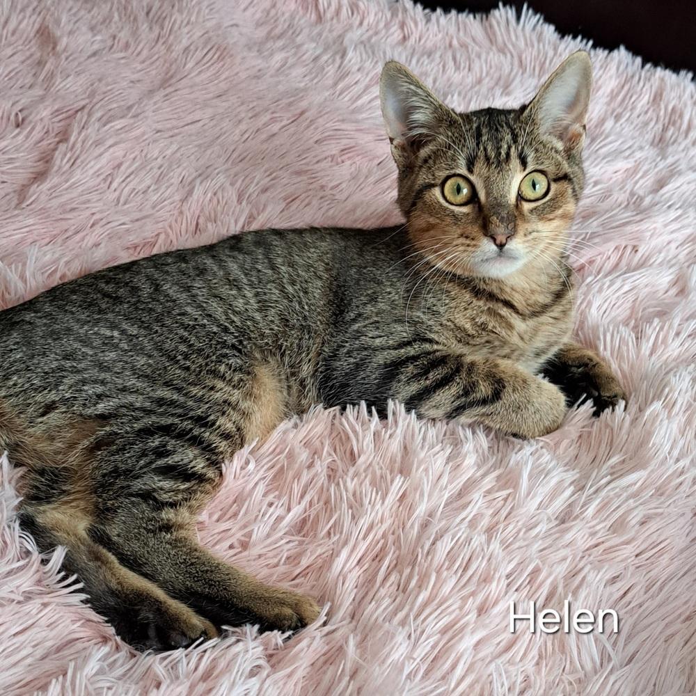 Enlarge Helen, a Adoptable mixed breed in Groveland, MA image 1/4