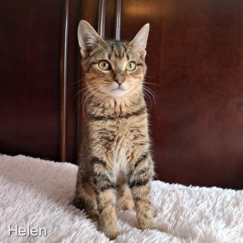 Enlarge Helen, a Adoptable mixed breed in Groveland, MA image 2/4