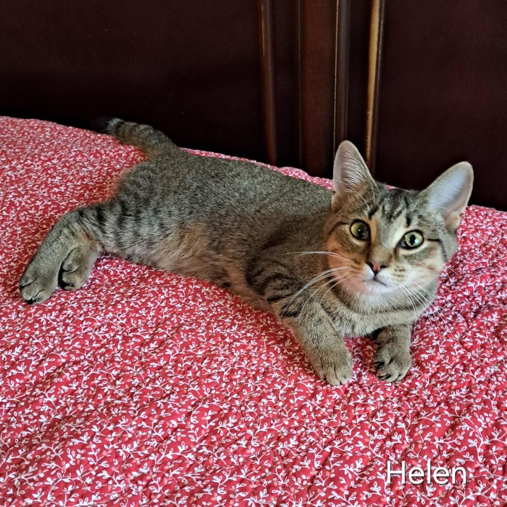 Enlarge Helen, a Adoptable mixed breed in Groveland, MA image 3/4