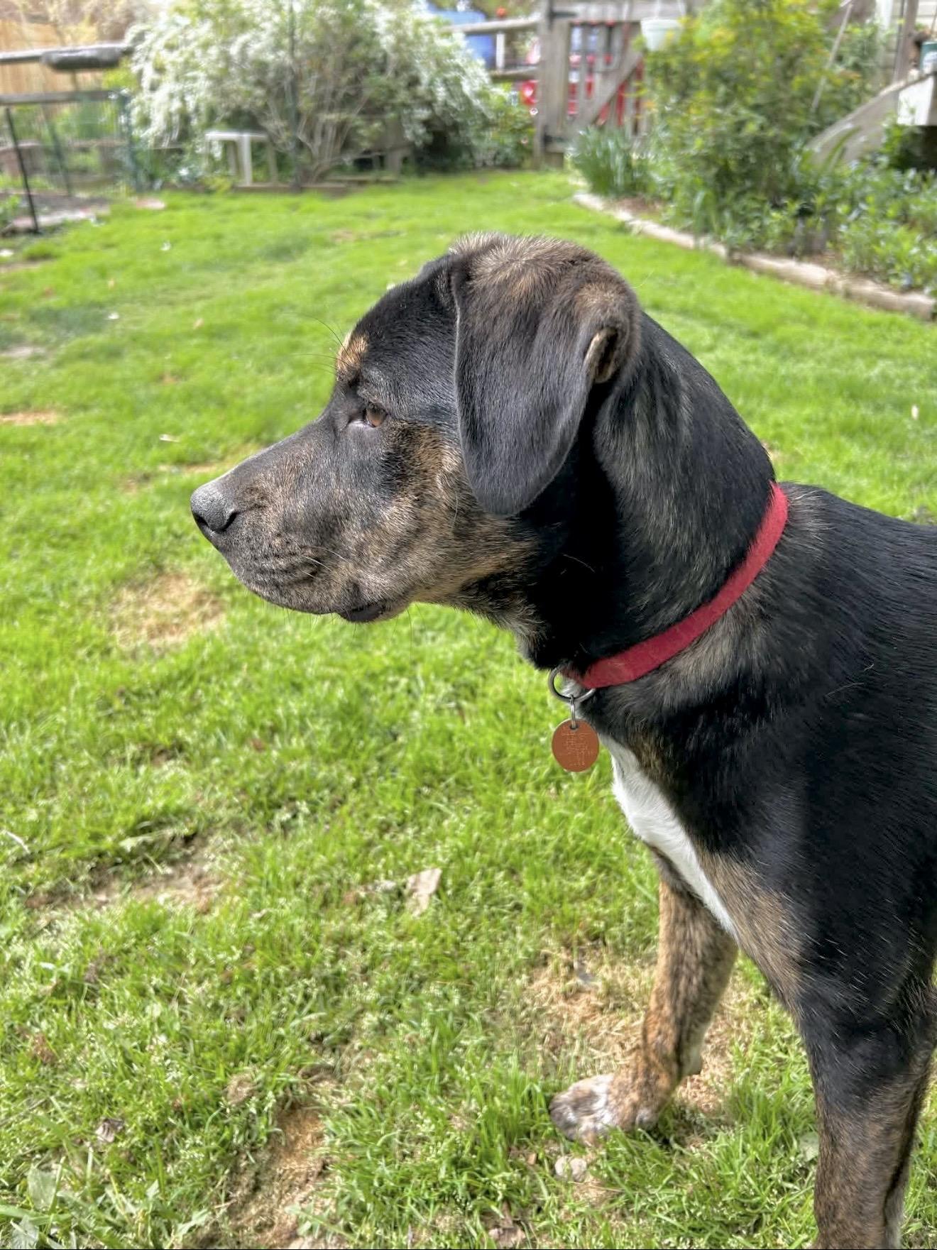 Enlarge Maria, a Adoptable mixed breed in Chestertown, MD image 6/6