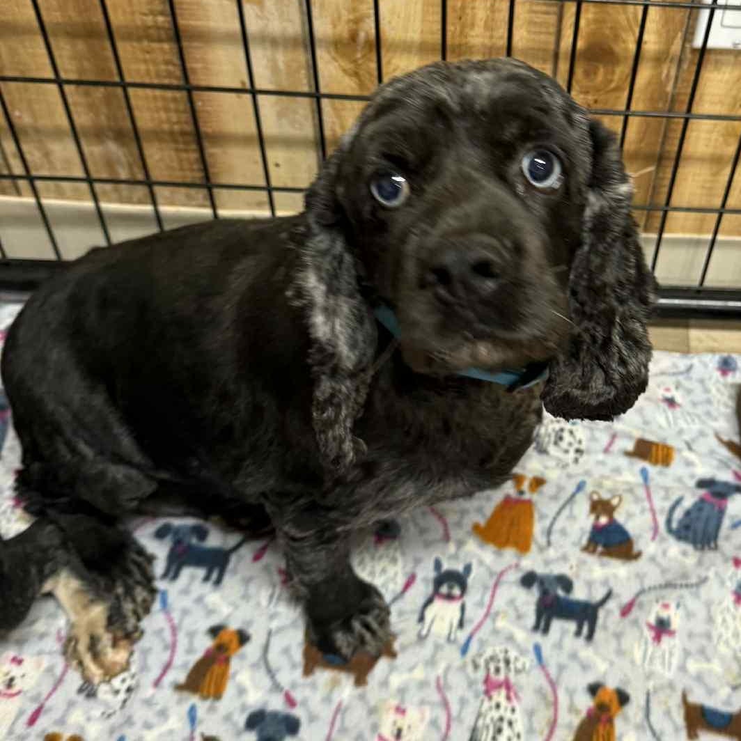 Teona - Foster Home Needed
