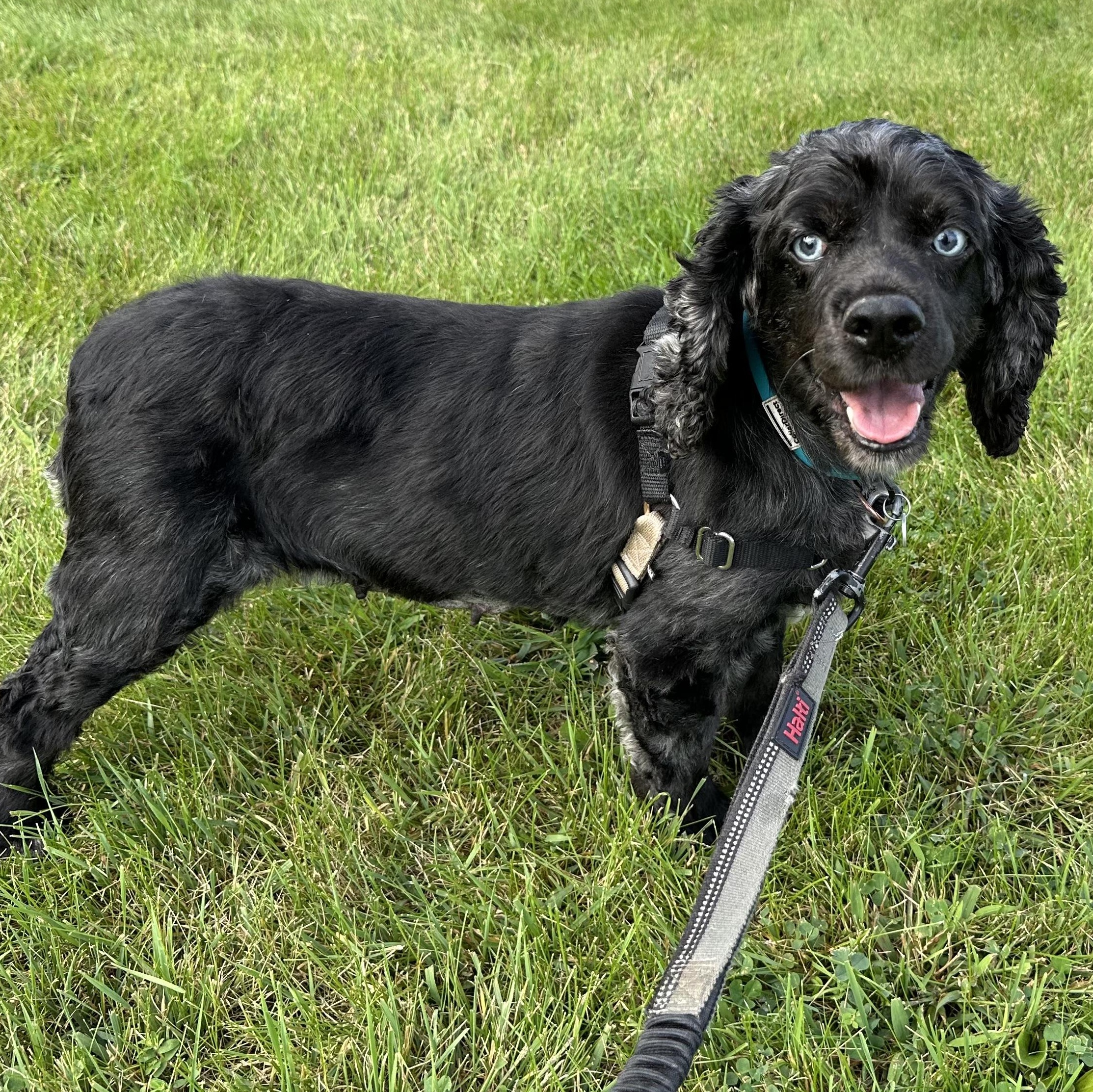 Teona - Home Visit in Process, Adoptable, Adult Female Cocker Spaniel.