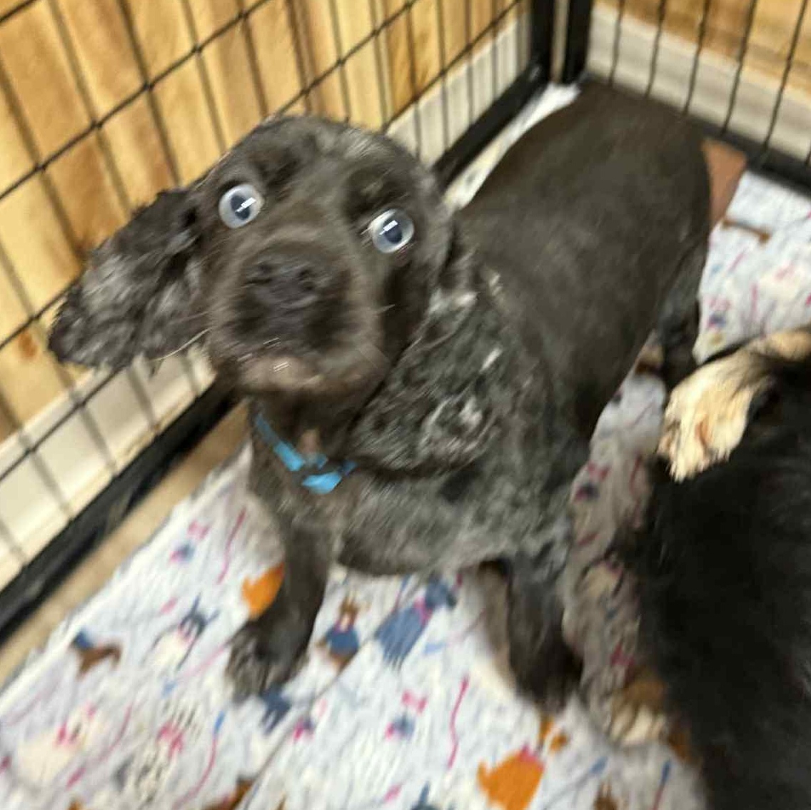 Teona - Foster Home Needed