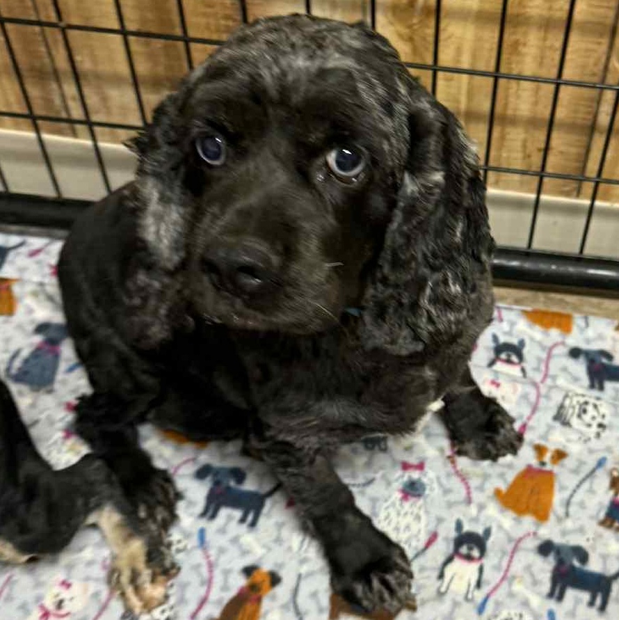 Teona - Foster Home Needed