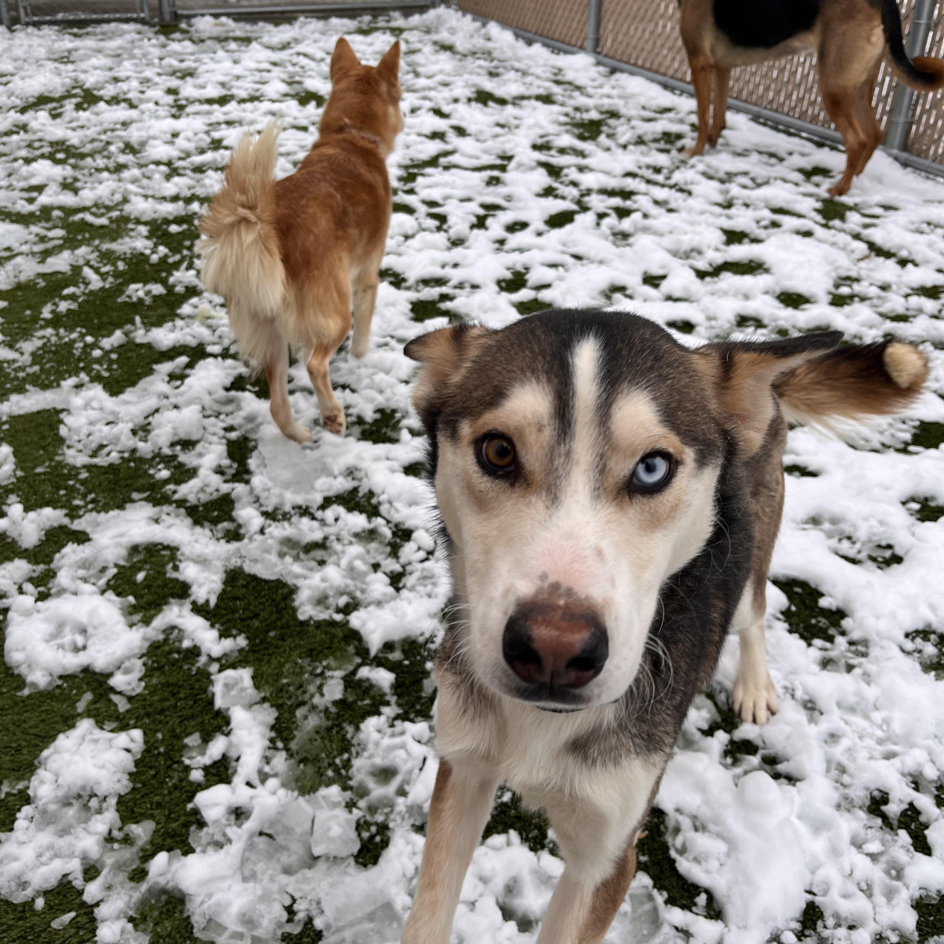 Apollo, a ADOPTABLE mixed breed in Liberty, MO image 1/5