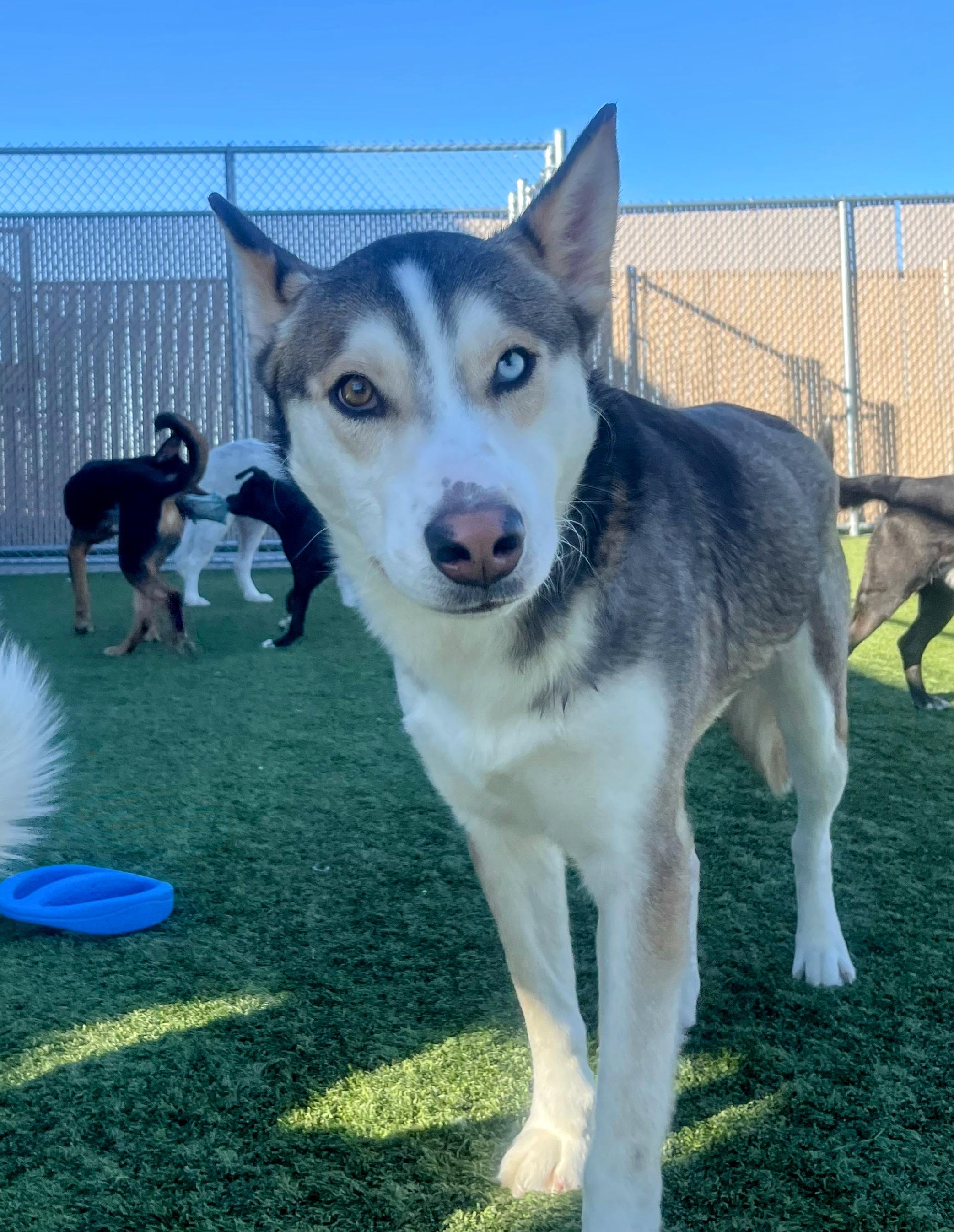 Enlarge Apollo, an adopted Husky in Liberty, MO image 1/6