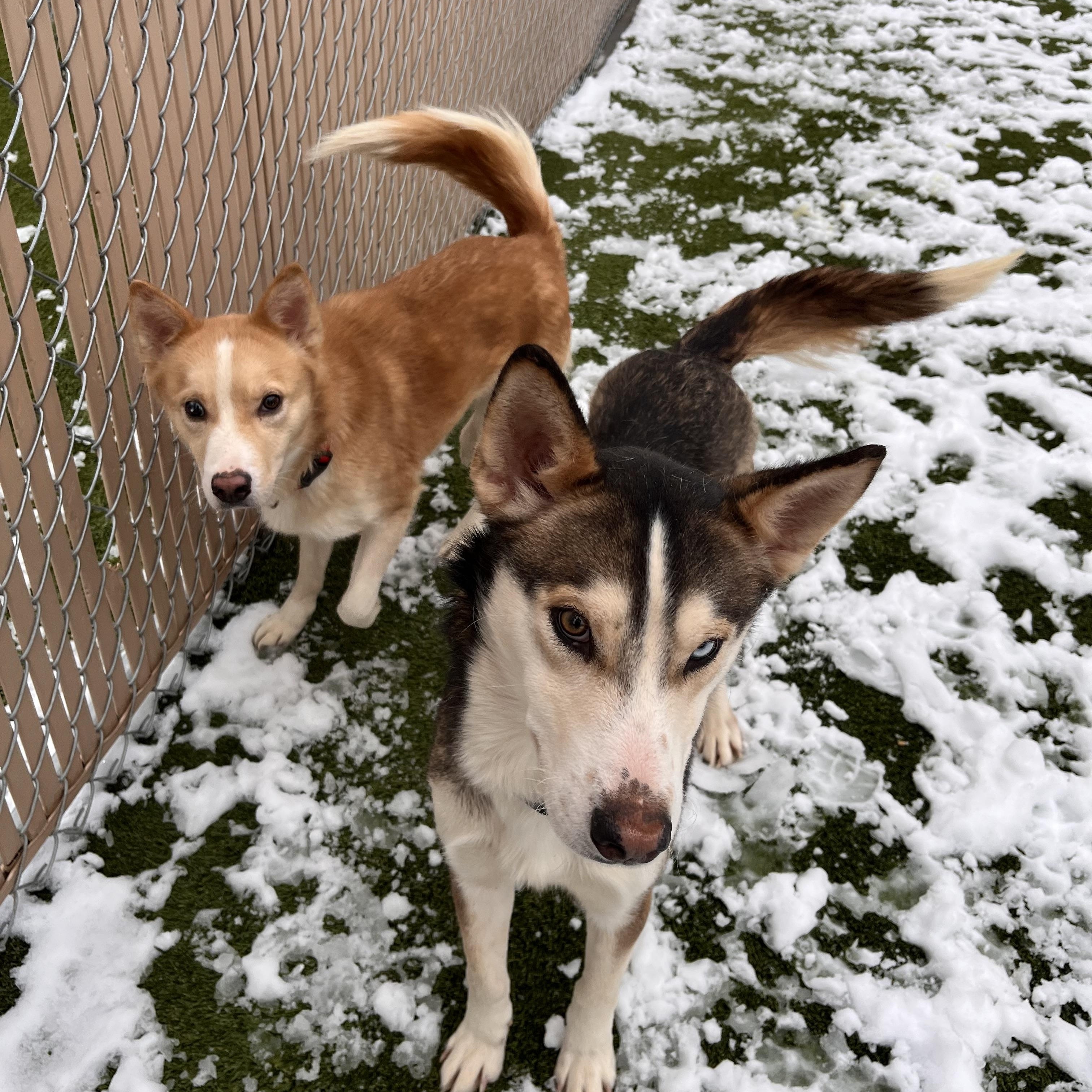 Apollo, a ADOPTABLE mixed breed in Liberty, MO image 2/5