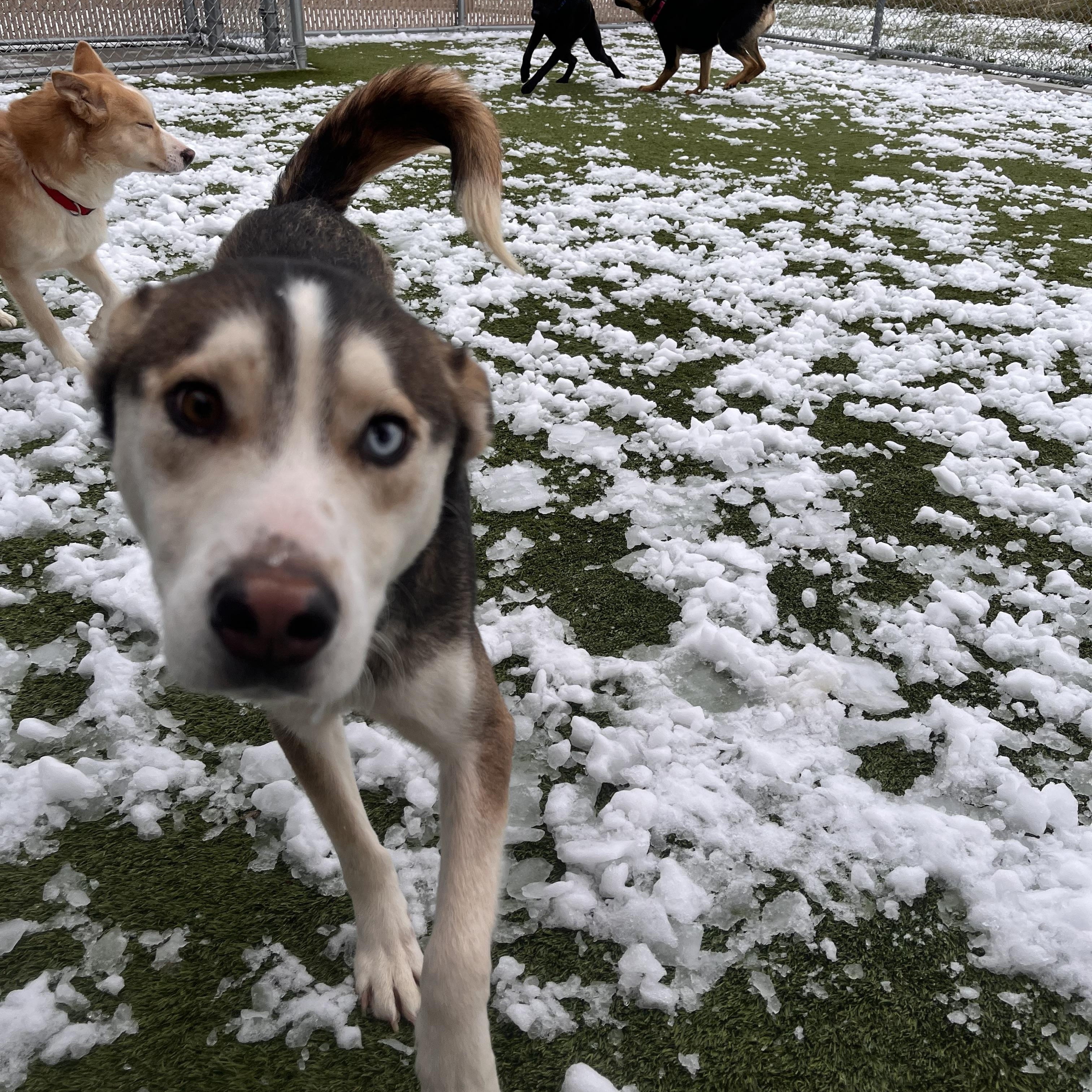 Apollo, a ADOPTABLE mixed breed in Liberty, MO image 3/5